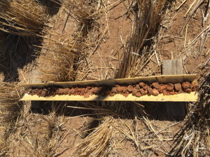 Soil core from the Sheep Hills paddock, which highlights a gradual change in soil characteristics down the profile.