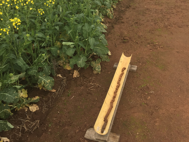 Soil core from the Younanmite paddock, which highlights a gradual change in soil characteristics down the profile.