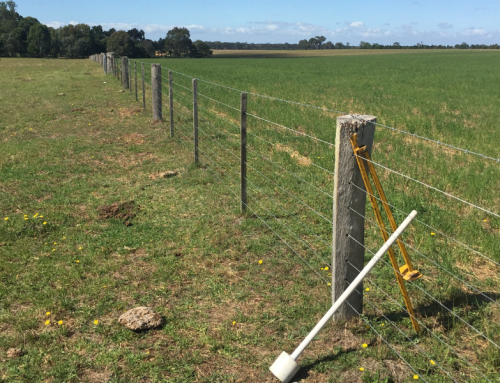 Bairnsdale (improved pasture)