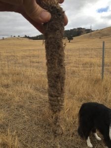 Root mass of pasture at the Glenlofty site.