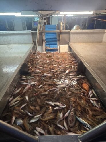 The hopper on Mick boat with a nice catch of East Coast King Prawns showing best practice catch handling and processing