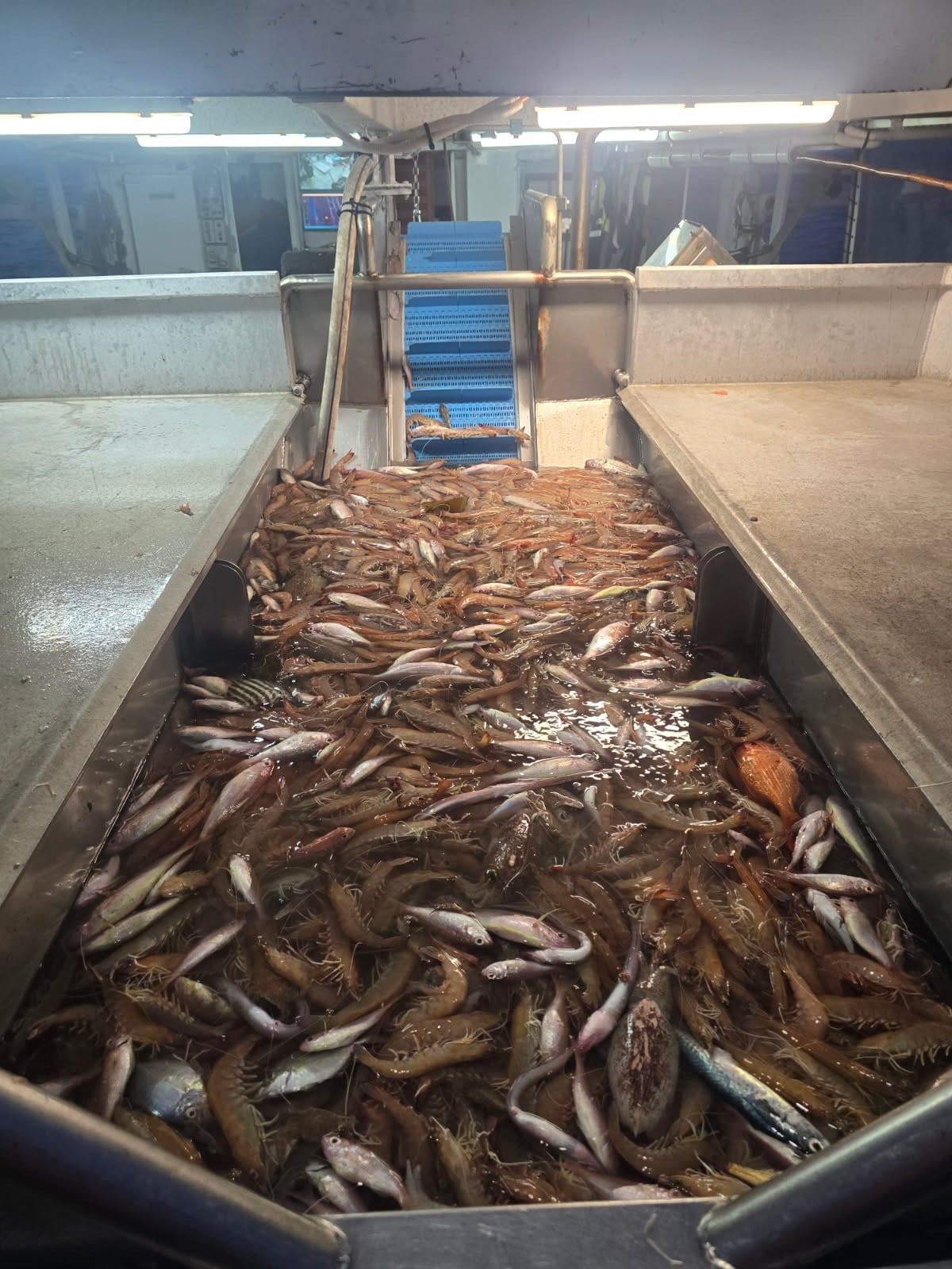 The hopper on Mick boat with a nice catch of East Coast King Prawns showing best practice catch handling and processing