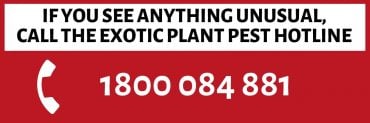 If you see anything unusual , call the exotic plant pest hotline 1800 084 881