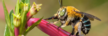 Amegilla cingluata - Blue Banded Bee Image credit: Erica Siegel