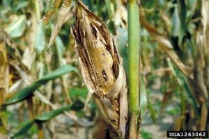 Fall armyworm damage to corn