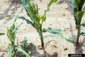Fall armyworm tattering leaves of corn crop