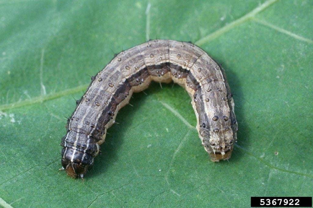 Fall armyworm larva (caterpillar)