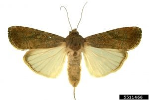 Fall armyworm moth (adult) 