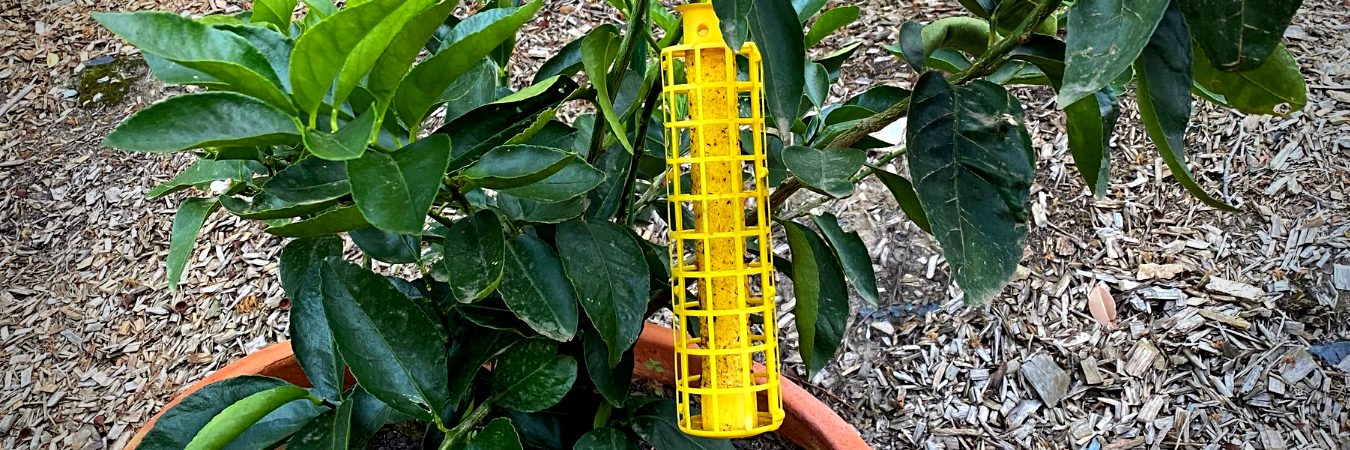 Sticky trap with cage in a citrus tree Image credit: Kimberley Lamont