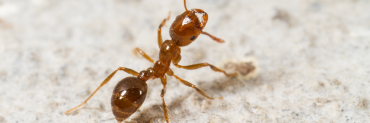 Red imported fire ant
