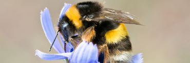 Bumblebee on blue wildflower