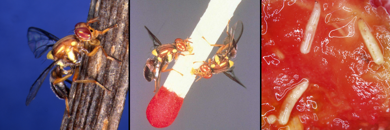 3 images of fruit fly and maggots in a tomato