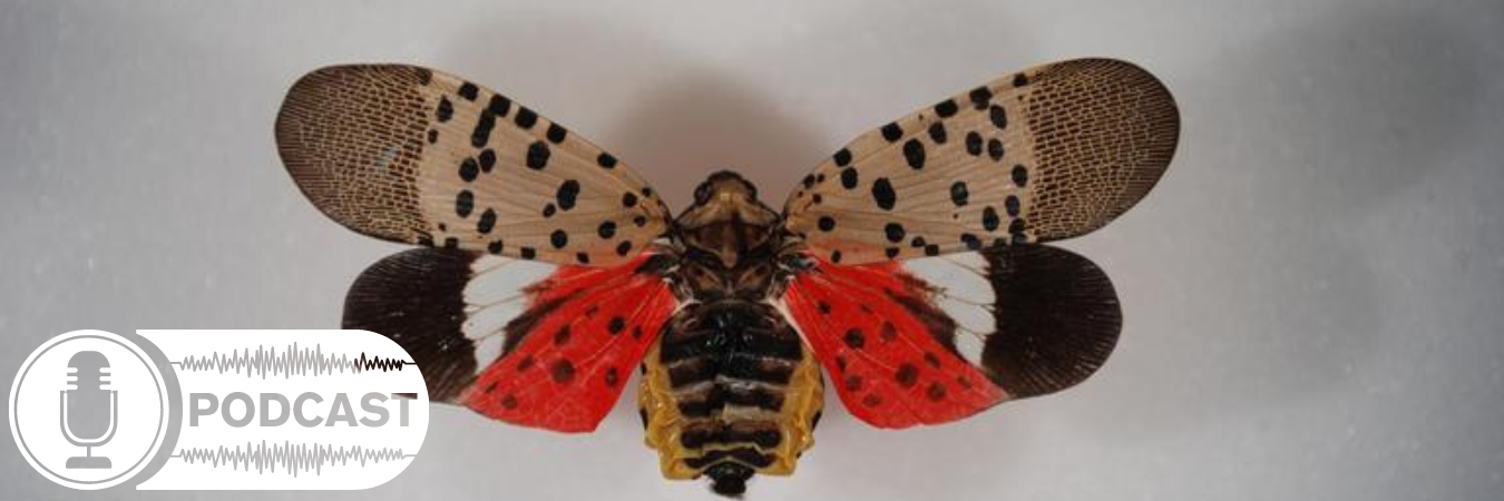 Spotted lanternfly with wings spread