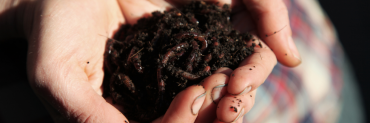 worms in compost soil in a persons hands