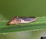 Glassy-winged sharpshooter on a plant stem