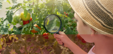 Child using a magnifying glass in a tomato plant
