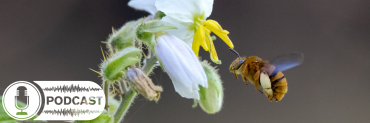 Teddy bear native bees hovering next to a white and yellow flower