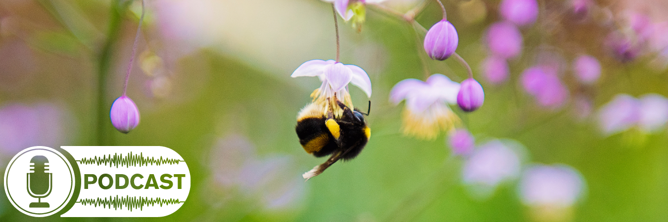 large earth bumblebee hanging upside down from a purple flower