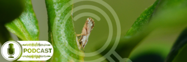 Asian citrus psyllid on a lime tree branch