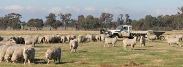sheep in a paddock
