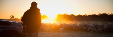 Farmer watching sheep on sunset