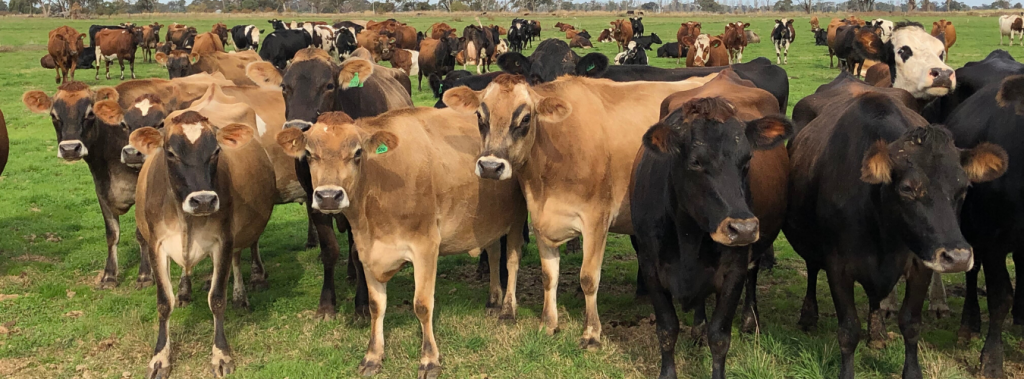 What makes Gippsland tick? 2019-20 Victorian Dairy Farm Monitor Results ...