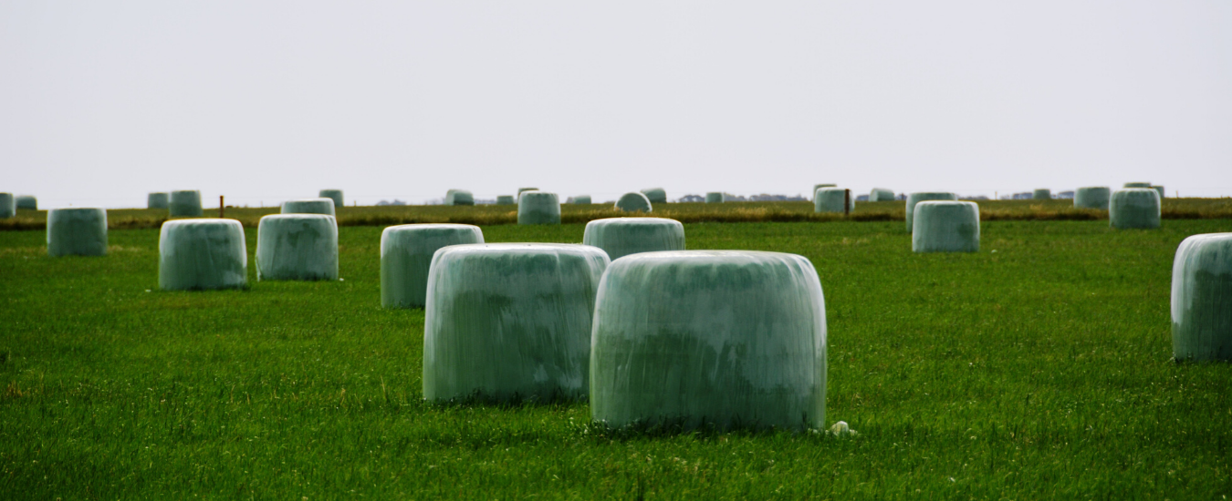 Silage bales in a paddock