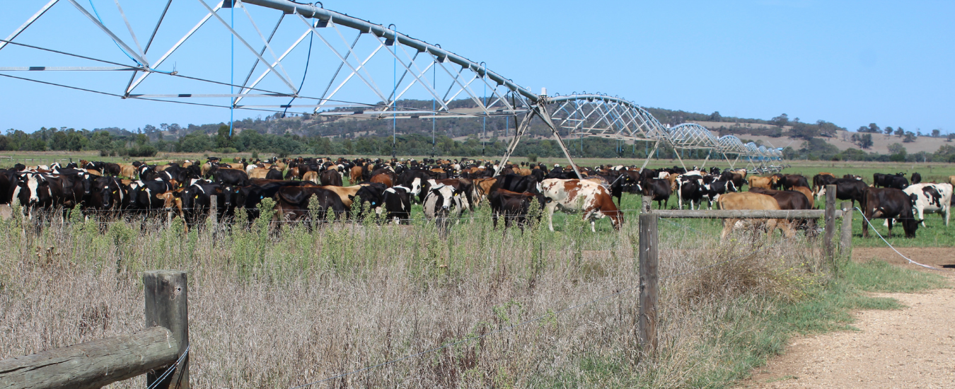 Dairy cows in an irrigated paddock