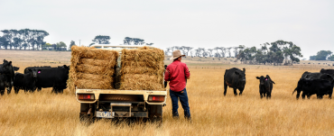 Young farmer with back to camera leans against hay bales on ute with cattle in background.