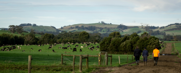 panoramic view of dairy farm with cows in a paddock and 3 farmers walking down a track