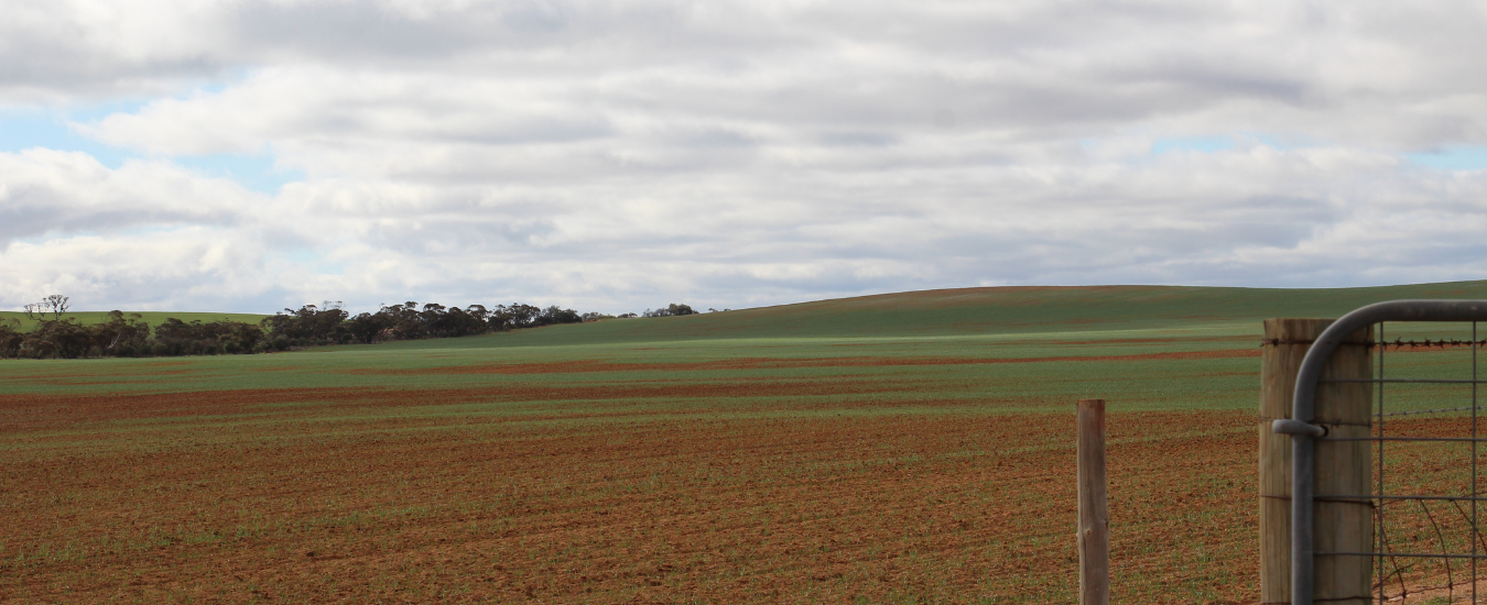 Think about you sowing options. Recently sown paddock with rolling hills in the background