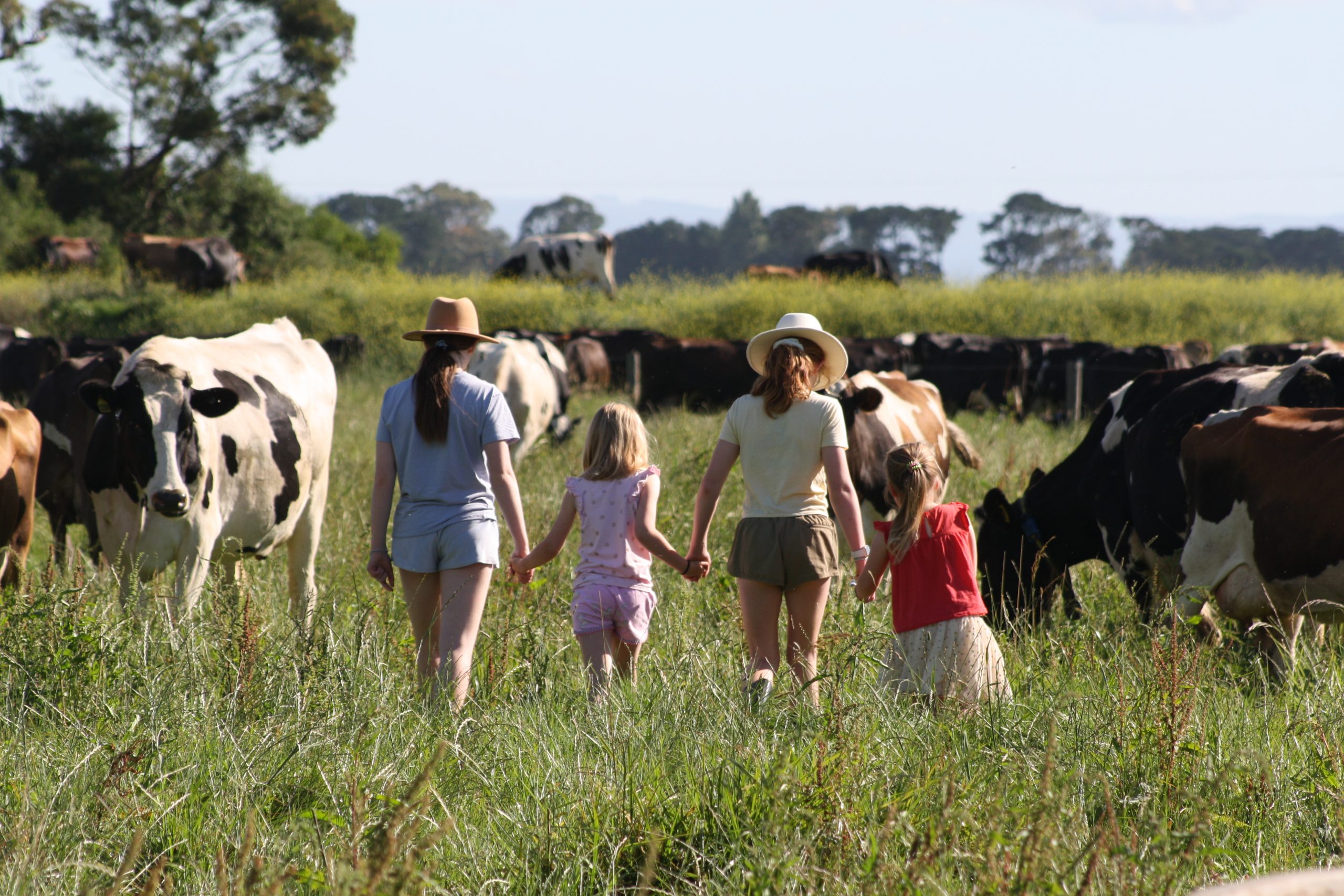 Four children walking through a paddock with dairy cows in background